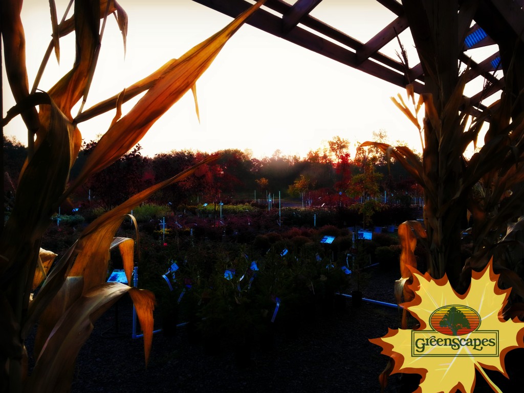 GreenScapes Garden Center & Landscape Co.