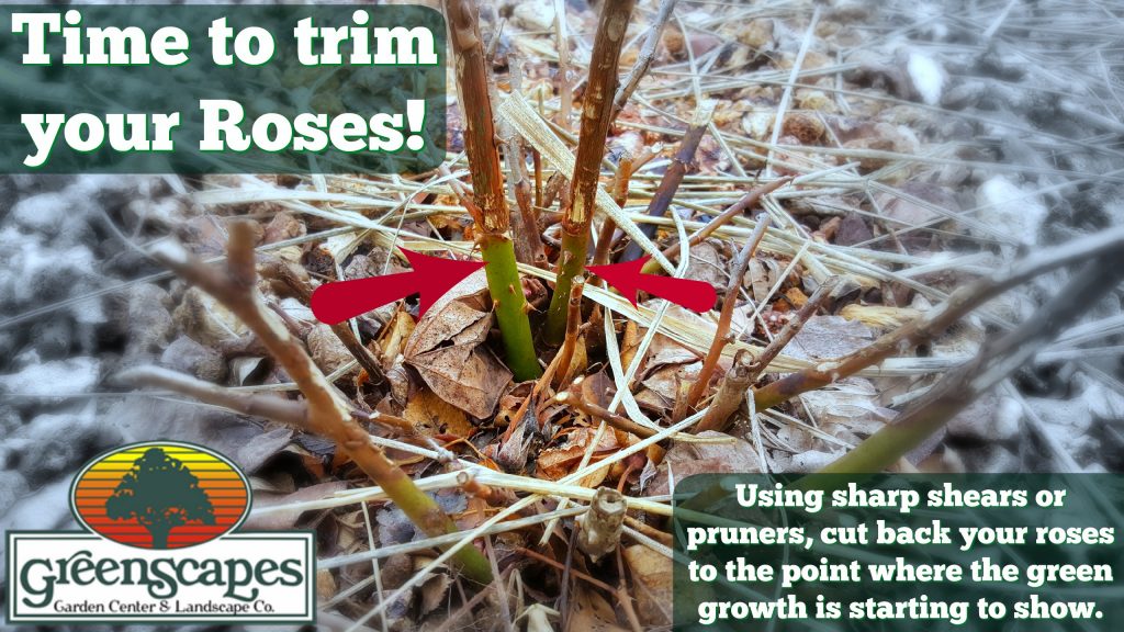 GreenScapes Garden Center & Landscape Co.